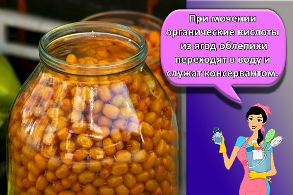 При мочении органические кислоты из ягод облепихи переходят в воду и служат консервантом.
