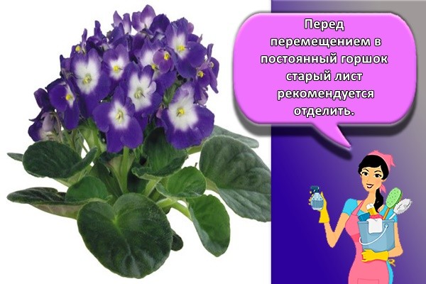 красивая фиалка