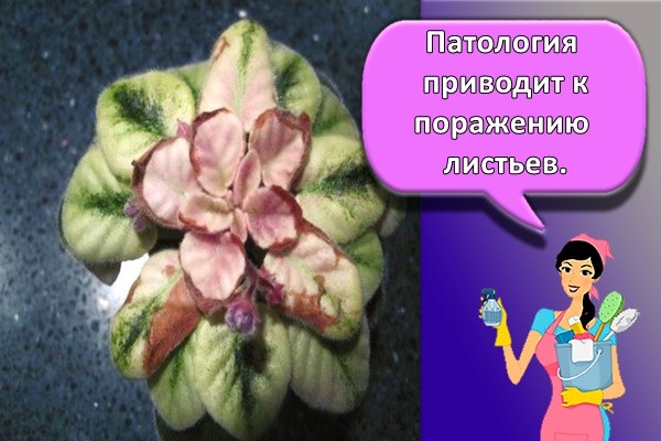 Патология листьев.