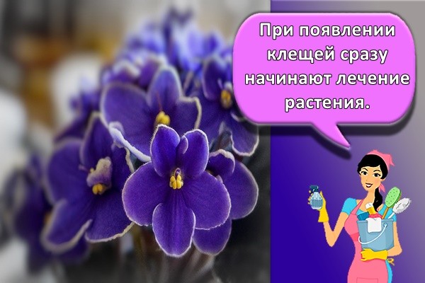 При появлении клещей сразу начинают лечение растения.