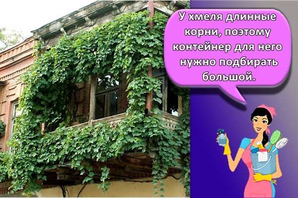 хмель на балконе