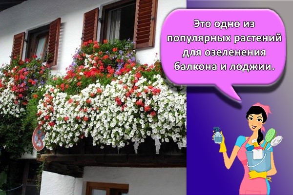 Это одно из популярных растений для озеленения балкона и лоджии.