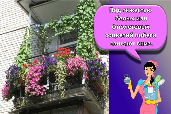 красивый балкон