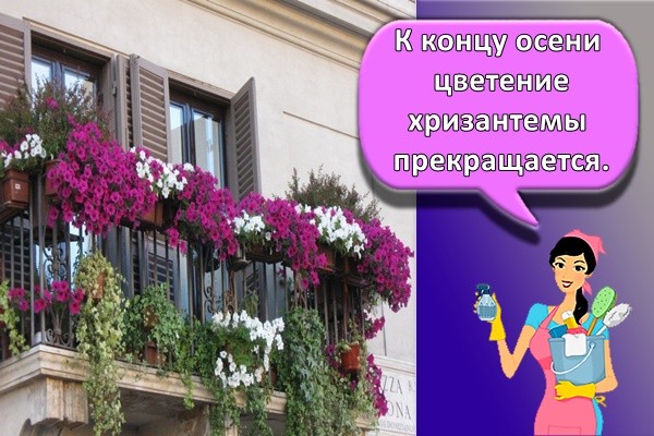 К концу осени цветение хризантемы прекращается.
