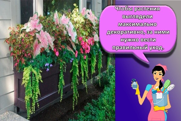 много цветов