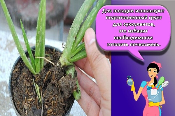 посадка цветка