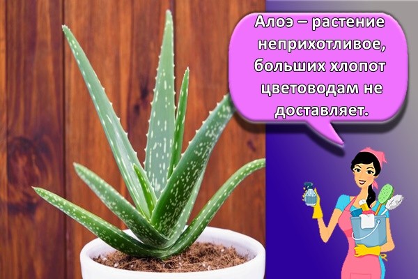 цветок алоэ