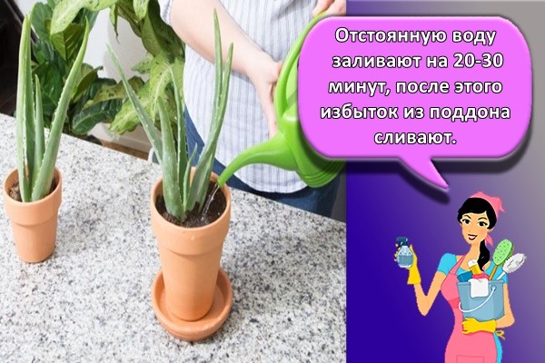 полив цветов