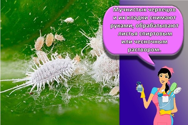 Мучнистых червецов