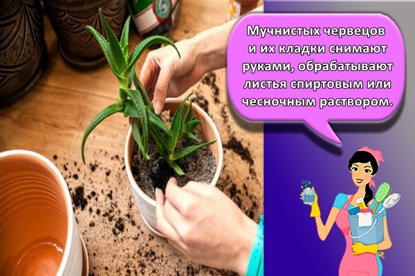 пересадка цветов