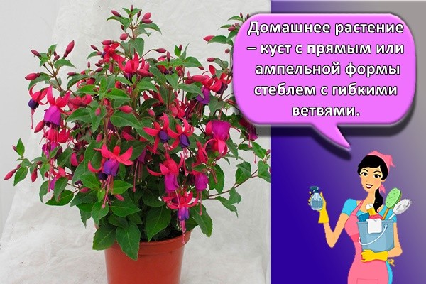 фуксия выращивание