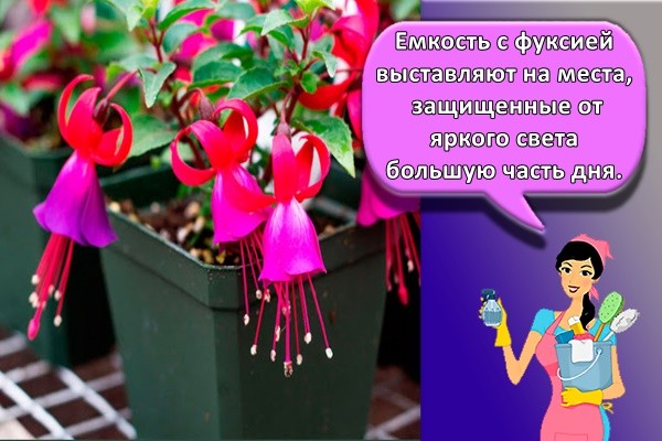Емкость с фуксией