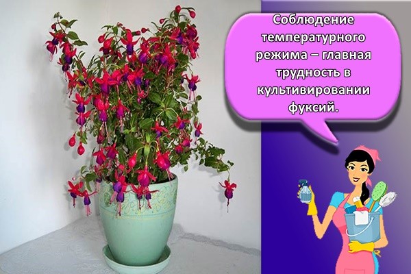 куст цветов