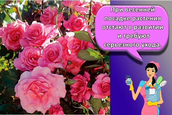 красивые розы