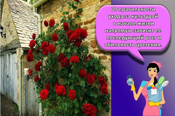 От правильности ухода за культурой в начале жизни напрямую зависит ее последующий рост и обильность цветения.