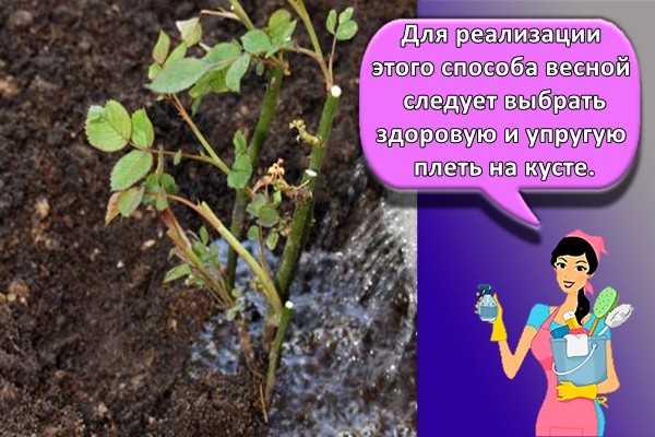 посадка цветов