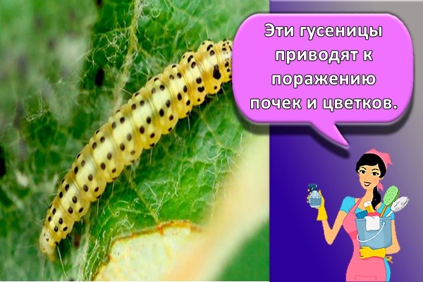 Эти гусеницы приводят к поражению почек и цветков.