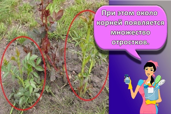 При этом около корней появляется множество отростков.