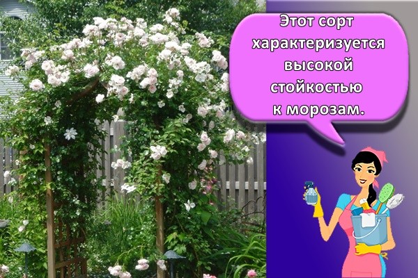 Этот сорт характеризуется высокой стойкостью к морозам.
