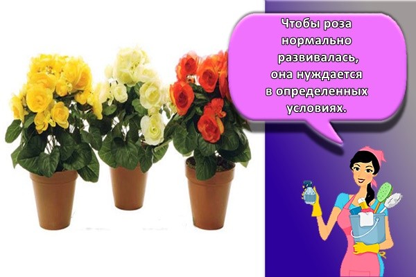 комнатные розы