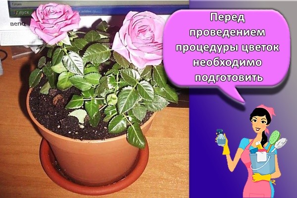 домашние розы