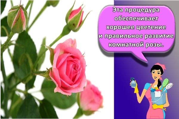 красивая роза