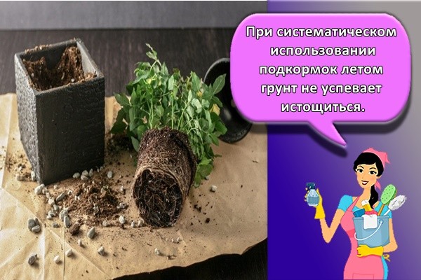 При систематическом использовании подкормок летом грунт не успевает истощиться.