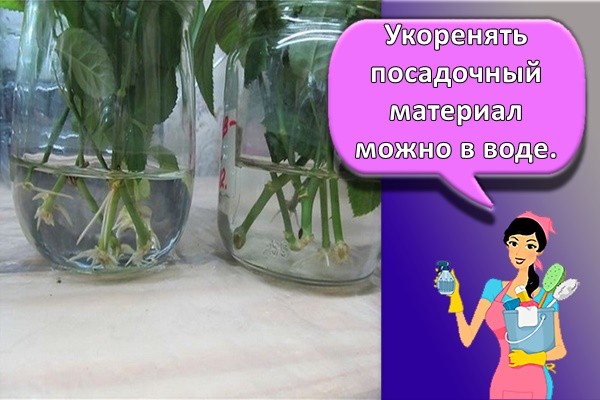 розы в воде