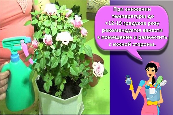 куст розы