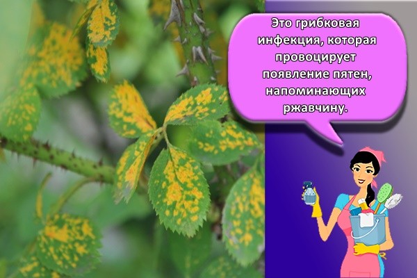 Это грибковая инфекция