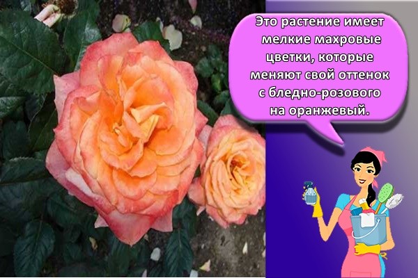розовая роза