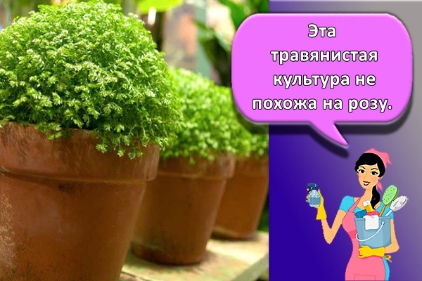 Эта травянистая культура не похожа на розу.