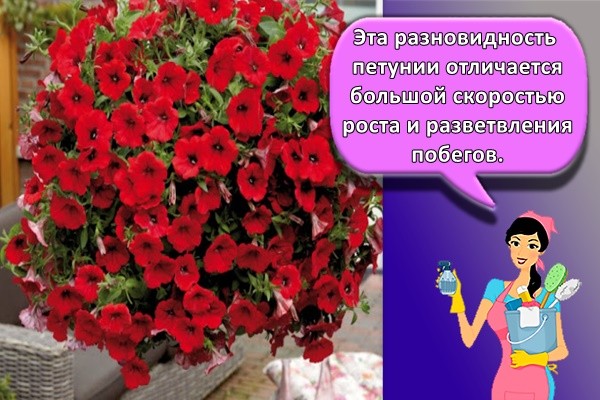 красный цветок