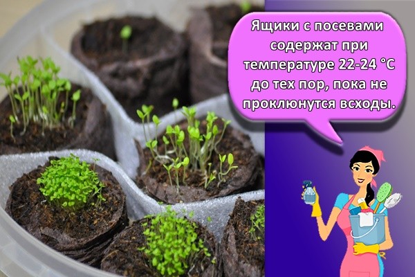 Ящики с посевами