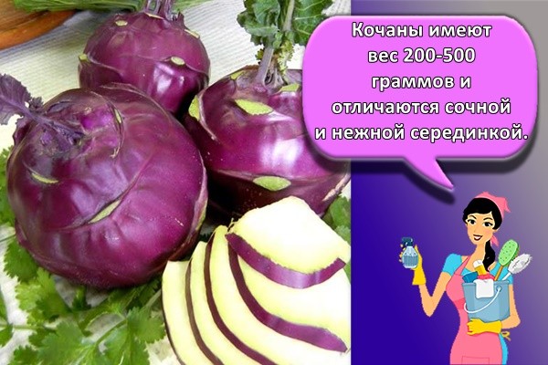 капуста фиолетовая