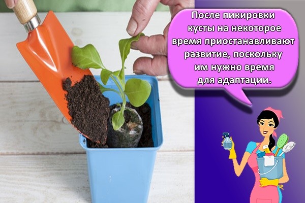 куст цветов