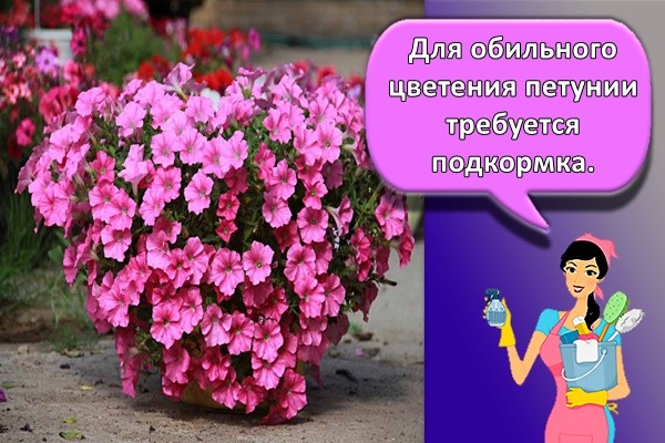 Для обильного цветения петунии требуется подкормка.