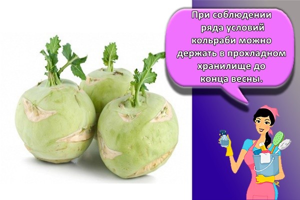 капуста кольраби