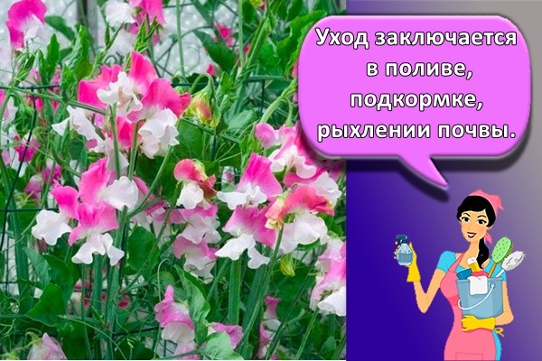 душистый горошек