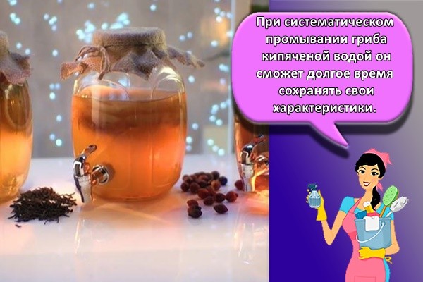 чайный гриб