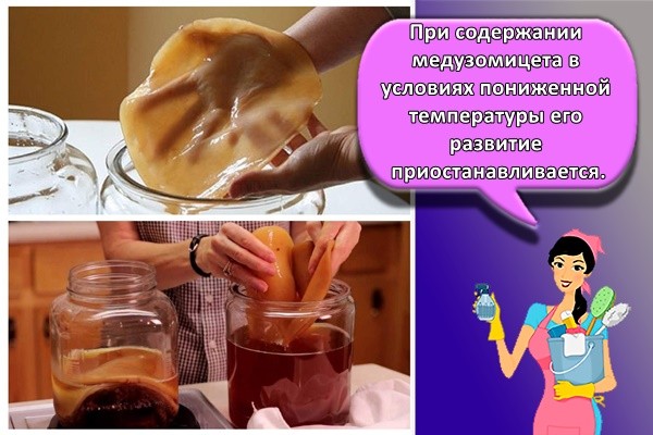 чайный гриб