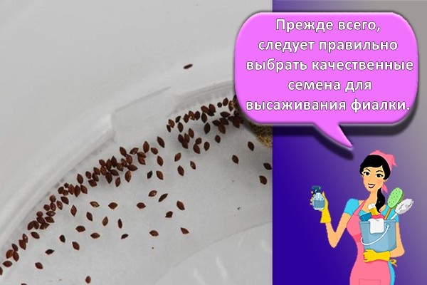 семена фиалки