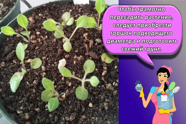 ростки фиалки