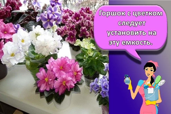 много цветов