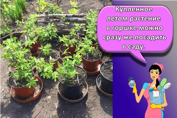 кусты цветов