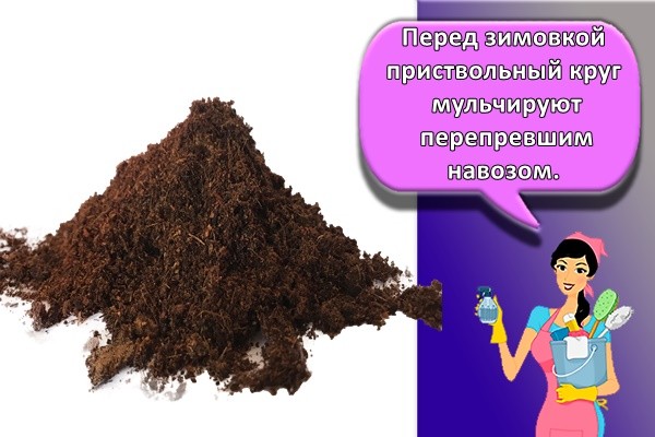 куча навоза