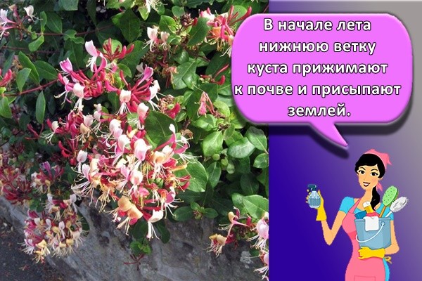 В начале лета нижнюю ветку (старше 1 года) куста прижимают к почве и присыпают землей.