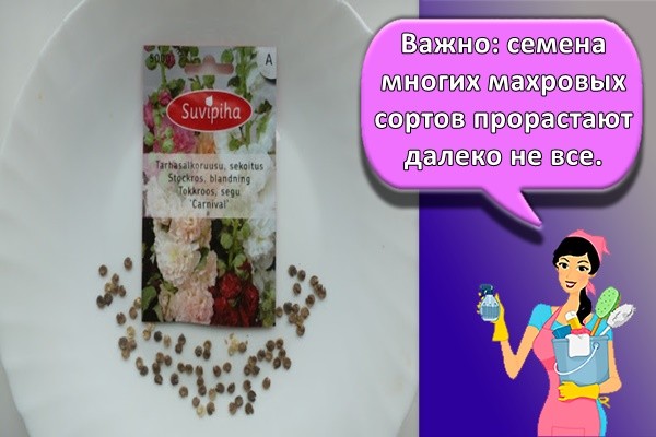 семена розы