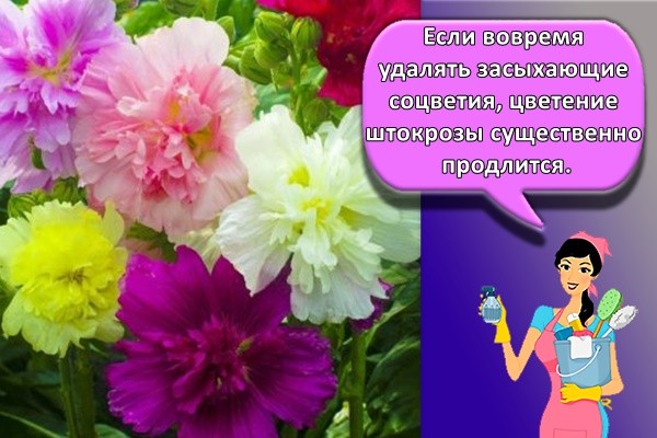 много цветов