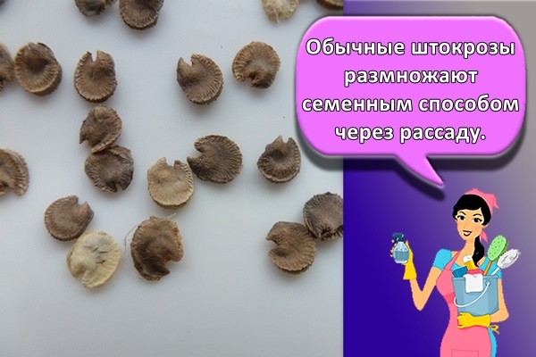 семена роз